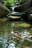 koi fish